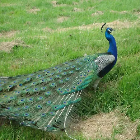 Maison De Maitre En Baie De Somme *