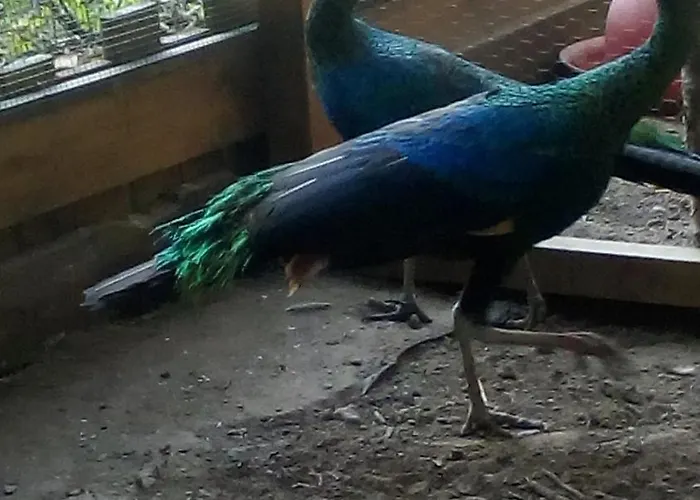 Maison De Maitre En Baie De Somme *