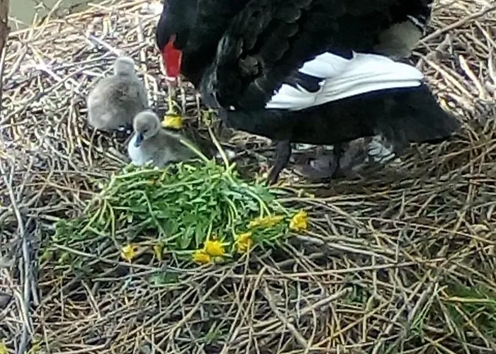 Gospodarstwo agroturystyczne Maison De Maitre En Baie De Somme
