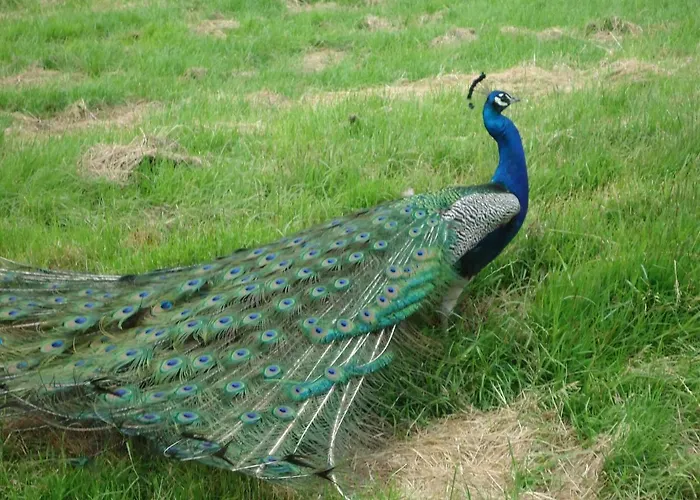 Maison De Maitre En Baie De Somme *
